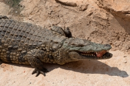 TRAVEL 235 Maroko Agadír CrocoPark Krokodýl nilský IMG_8044